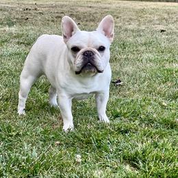 Halo - French Bulldog
