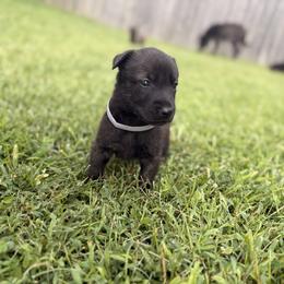 Ghost - Black male Belgian Malinois puppy in Belton, Missouri from Regan Wright