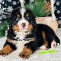 Green boy - Black rust and white male Bernese Mountain Dog puppy in Waukesha, Wisconsin from Bernese Boutique