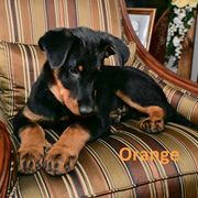 Boy 4 - Beauceron puppy from Shepherd's Heart Beaucerons