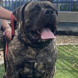 ICE - Boerboel