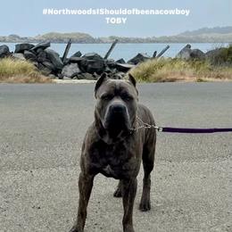 Toby - Cane Corso