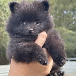 Bagheera - Black male Pomeranian puppy in Rockford, Alabama from Wickedly Cute Puppies
