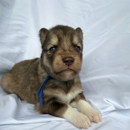Steven (Blue Collar) - Red and white male Siberian Husky puppy in Warwick, Rhode Island from Young Orchard Siberians