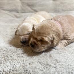 Girl 1-Pink - Golden female Golden Retriever puppy in North Pole, Alaska from Mulberry Retrievers