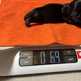Shihpoo and Shih Tzu Puppies from STORM'S CAPONE  & DAKOTAKIA AKC QUALITY SHIH TZU'S