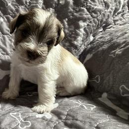 Lil Bruno-Baby boy 3 - Salt and pepper male Miniature Schnauzer puppy in Sacramento, California from Valdez Mini Schnauzers