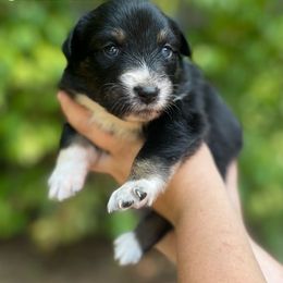 Australian Shepherd Puppies from Foxhaven Farm’s Aussies