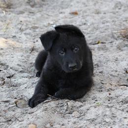 German Shepherd Puppies from Neuanfang German Shepherd Dogs