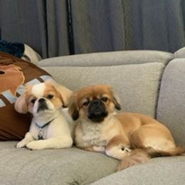 Pekingese from Pekingese Puppy Vegas