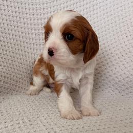 Windy - Blenheim female Cavalier King Charles Spaniel puppy in Katy, Texas from True Heart Cavaliers llc