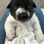 Karakachan Puppies from MI Family Farm