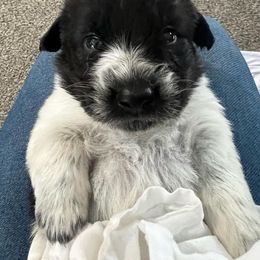 Karakachan Puppies from MI Family Farm