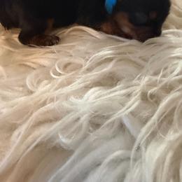 Blue - Black and tan male Yorkshire Terrier puppy in Selden, New York from Alisha's Yorkshire Terriers