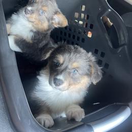 American Corgi and Pembroke Welsh Corgi Puppies from Flying K Corgis