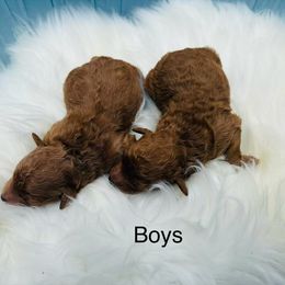 Pekingese and Poodle Puppies from Dogs lovers