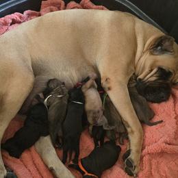 Blue - Black male Cane Corso puppy in Granbury, Texas from La Muerte Corso Kennel