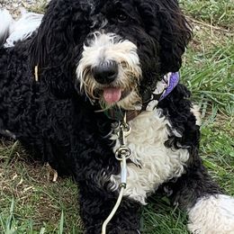 Maeve - Bernedoodle