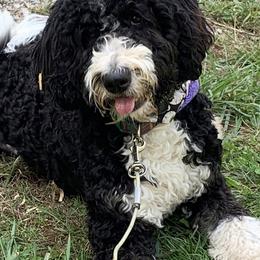 Maeve - Bernedoodle