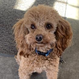 Hot Rod - Poodle