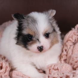 AKC Jazz - Black and tan parti female Pomeranian puppy in Albany, Indiana from Hatz Off Puppies