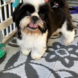 Duke - Black and white male Shih Tzu puppy in Port Orchard, Washington from Bayview Shih Tzu