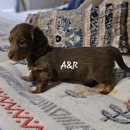 Dachshund Puppies from A&R Dachshund