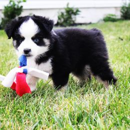 Miniature Australian Shepherd and Toy Australian Shepherd Puppies from Long's lil Aussies