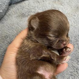 Pomeranian Puppies from Uniquepombabies