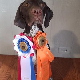German Shorthaired Pointers from Lonesome Willow Gundogs
