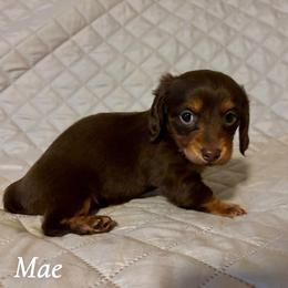 Mae - Chocolate and tan female Dachshund puppy in Aiken, South Carolina from State Eight Dachshunds