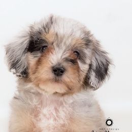 Bernedoodle and Aussiedoodle Puppies from Lillybee
