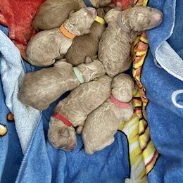 Goldendoodle puppies from Hershey PAw Doodles