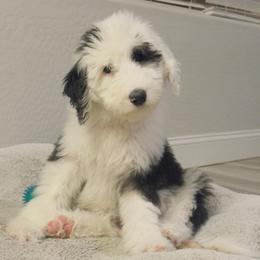 Pink collar - Gray and white female Sheepadoodle puppy in Mesa, Arizona from Desert Sheepies and Doodles