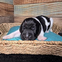 Kinder - White and black male Newfoundland puppy in Tully, New York from Bear Paw Newfoundlands