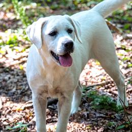 WIllow - Labrador Retriever