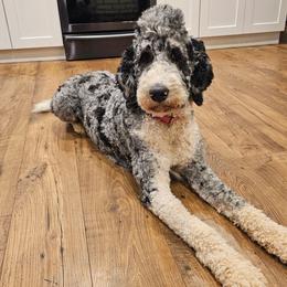 Bernedoodle puppies from Forever Grateful Doodles