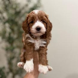 Cannoli boy - Red  male Goldendoodle puppy in Rio Linda, California from Plush Doodles