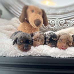 Dachshund Puppies from Breezy Florida Dachshunds