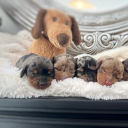 Dachshund Puppies from Breezy Florida Dachshunds