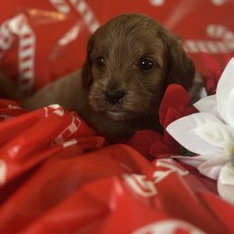Girl 2 - female Goldendoodle puppy in Waynesboro, Virginia from Forest Creek Kennel