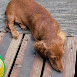 Dachshund Puppies from CLARK'S BREEDING PROGRAM