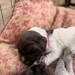 Pink Girl - Brown and gray female Wirehaired Pointing Griffon puppy in Sheldon, Vermont from Ole Poor Farm