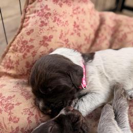 Pink Girl - Brown and gray female Wirehaired Pointing Griffon puppy in Sheldon, Vermont from Ole Poor Farm