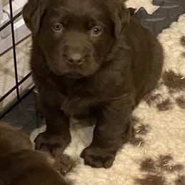 Labrador Retriever Puppies from Viklan Labradors