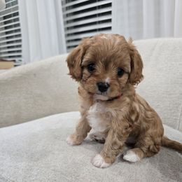 Zoey - Red female Cavapoo puppy in Fordland, Missouri from K&K's Puppy Kingdom