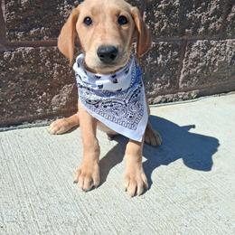 White Boy - Yellow male Labrador Retriever puppy in Potosi, Wisconsin from Point and Flush Gun Dogs