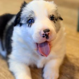 Casper (the friendly ghost) - White and blue merle male Border Collie puppy in Lebanon, Oregon from Cahill’s Canines