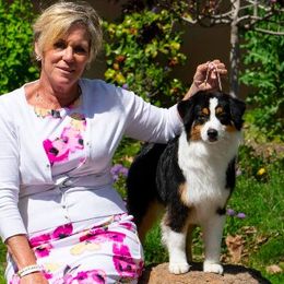 Australian Shepherds and Miniature American Shepherds from Wyndstar