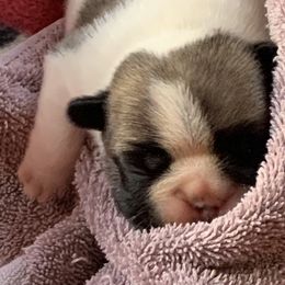 French Bulldog Puppies from Yukon Golden Retrievers and French Bulldogs